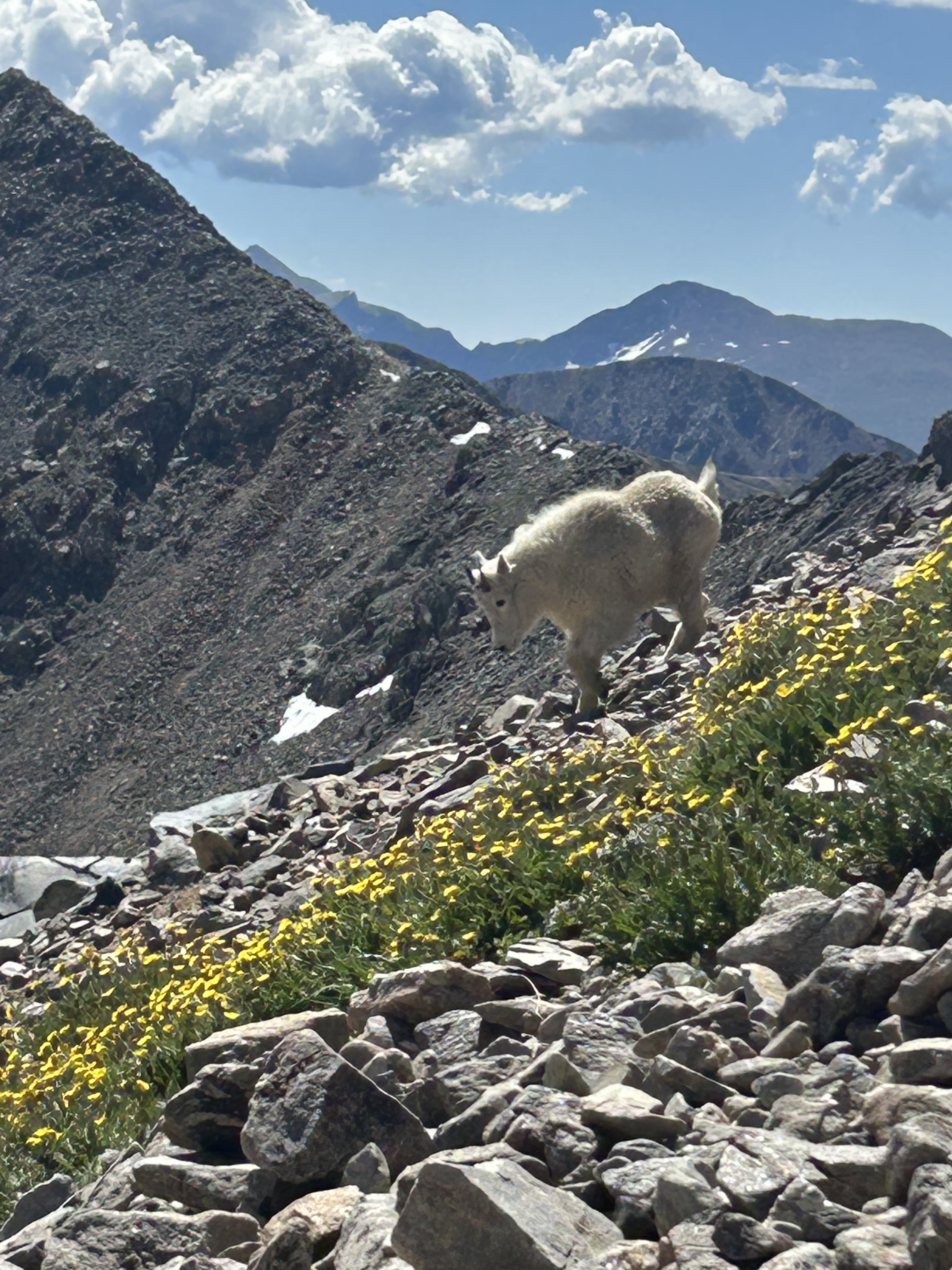 Baby mountain goat, Grays Peak, CO