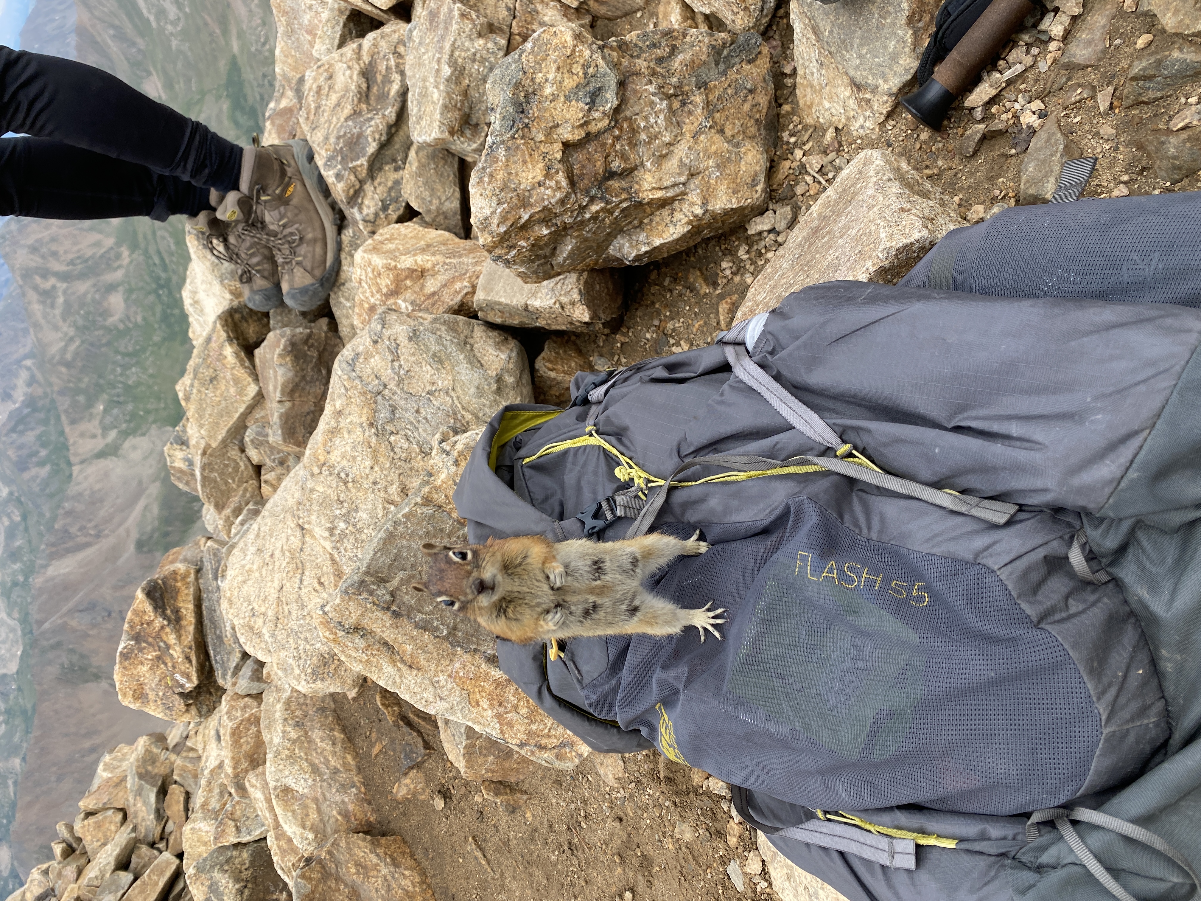 A squirrel on a backpack